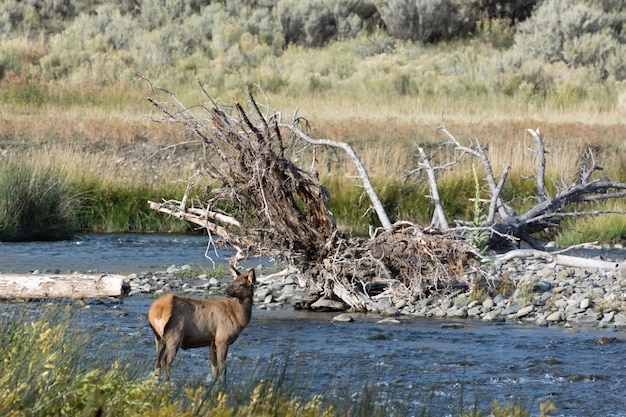 Elk or Wapiti Cervus canadensis