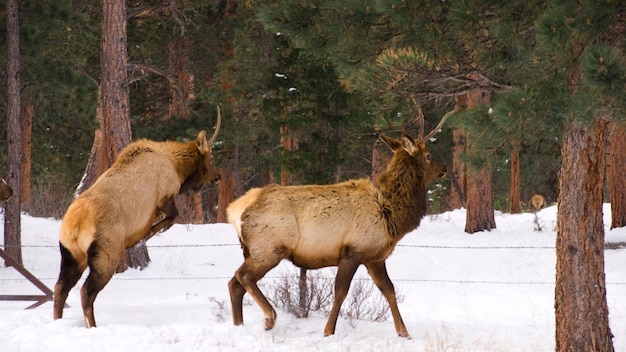 Elk in the wild.