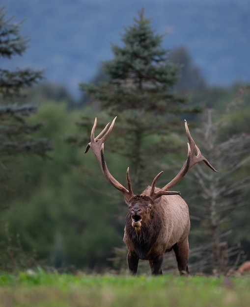 Photo elk with mouth open standing in forest