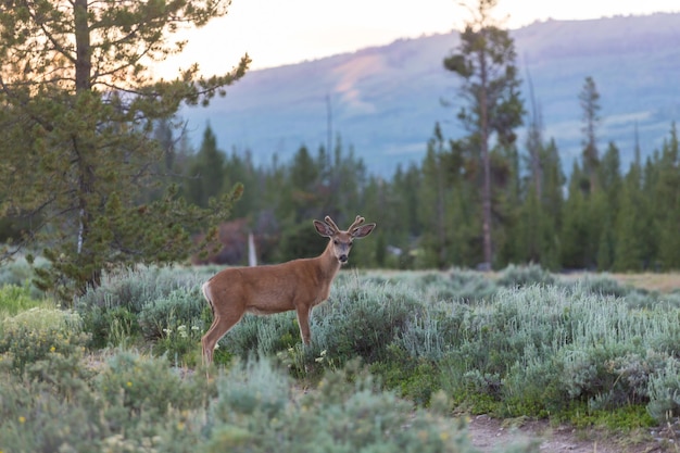 Elk