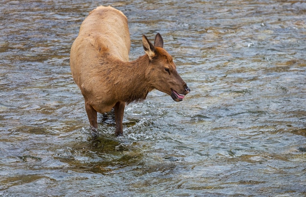 エルクスはイエローストーン国立公園の沸騰する川の水に立っています