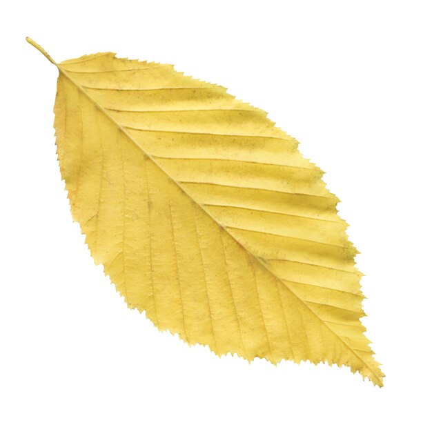 Elm autumn leaf closeup isolated on a white background