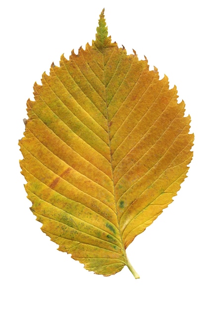 Elm autumn leaf closeup isolated on a white background