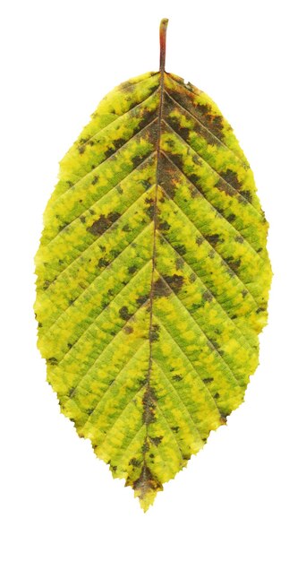 Elm tree autumn leaf isolated on white background