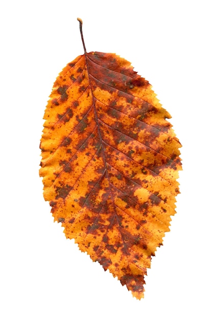 Elm tree leaf close up shot Golden autumn colours elm tree leaf isolated