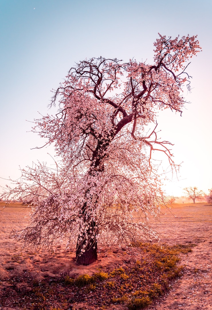 Photo elongated almond blossom in the field with a clear sky at sunset