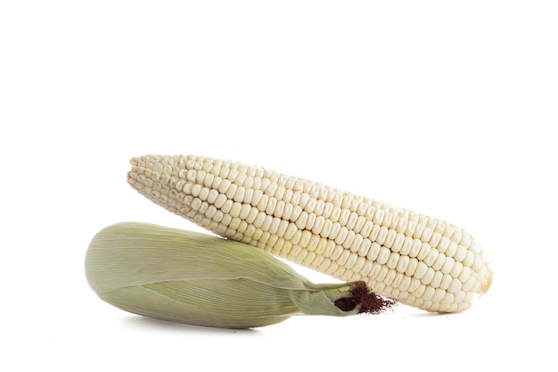 Elote de maiz blanco con fondo blanco