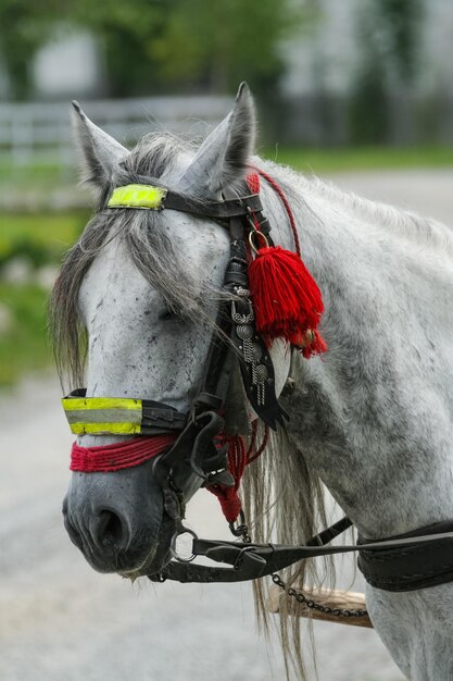 トランシルバニアの装飾された馬