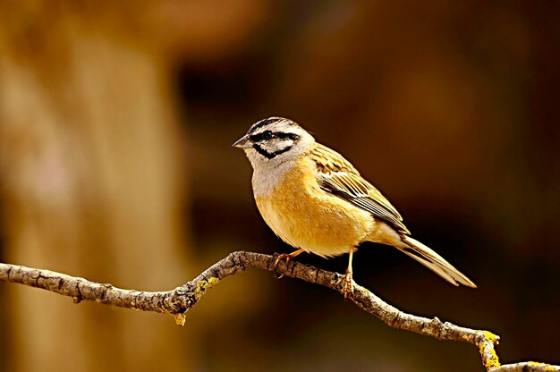 Photo emberiza calandra - the triguero is a species of passerine bird in the emberizidae family.