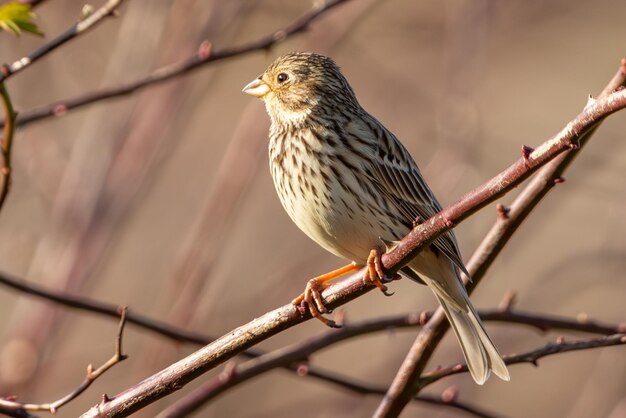 Emberiza calandra