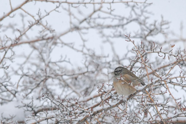 Emberiza cia de berggors is een zangvogel uit de familie van de scribal