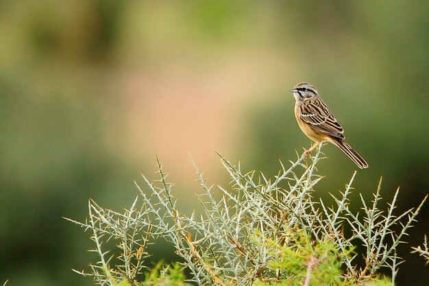 Emberiza cia de berggors is een zangvogel uit de familie van de scribal