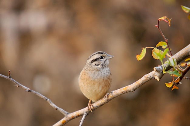 Emberiza cia de berggors is een zangvogel uit de familie van de scribal