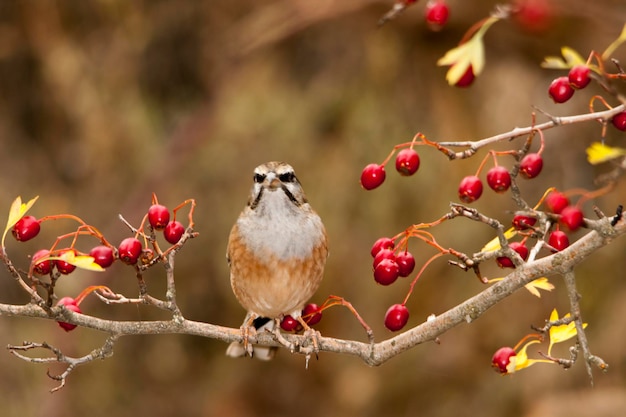 Emberiza cia  the mountain bunting is a species of passerine bird of the scribal family