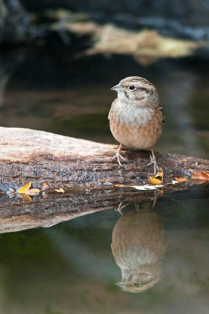 ヒゲホオジロは、書記家のスズメ目の鳥の一種です。