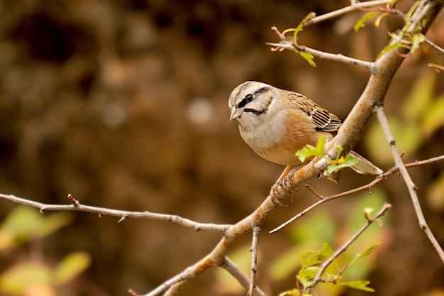 Горная овсянка Emberiza cia - это вид воробьиных птиц семейства писцов.