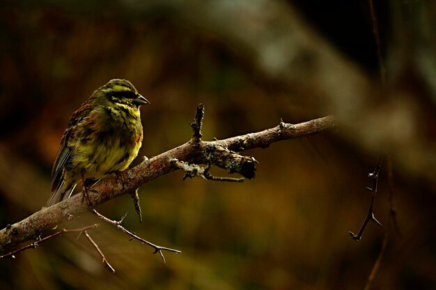 Emberiza cirlus el escribano soteno o es un ave Passriforme de la familia emberizidae