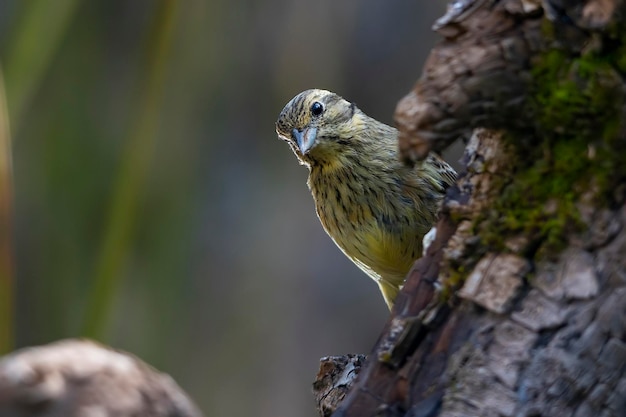 Emberiza cirlus el escribano soteno o es un ave passeriforme de la familia emberizidae