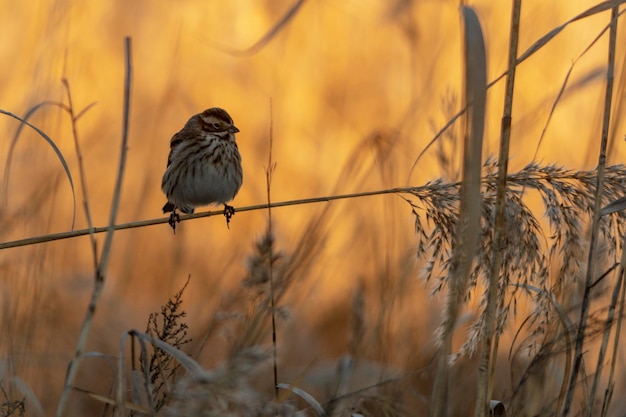 Emberiza schoeniclus - 습지 멧새는 Emberizidae 가족에 있는 참새의 일종입니다.