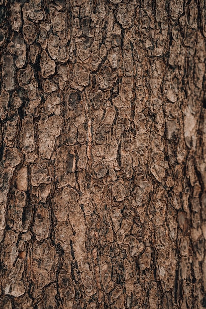 Embossed texture background of brown bark