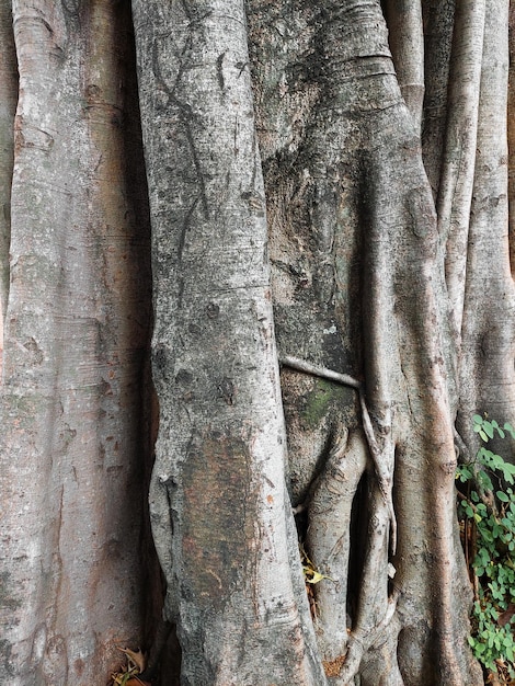 나무 껍질의 양각 질감 자연 배경
