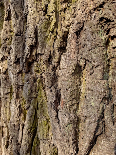 Embossed texture of the bark of tree Pattern of natural tree bark background