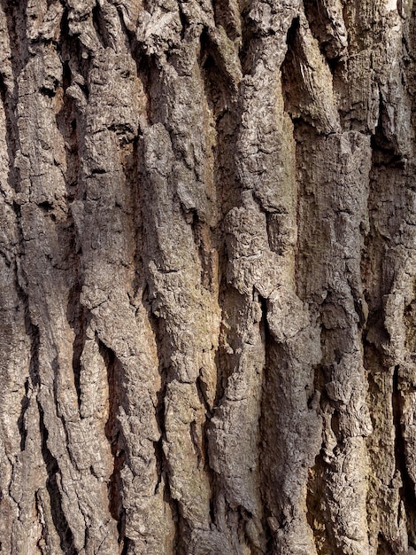 Photo embossed texture of the bark of tree pattern of natural tree bark background