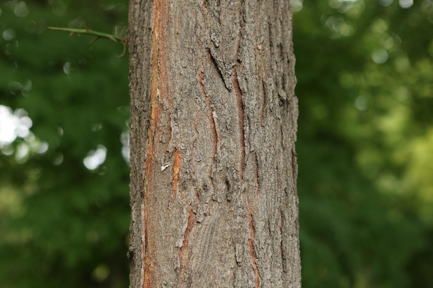 Рельефная текстура коричневой коры дерева