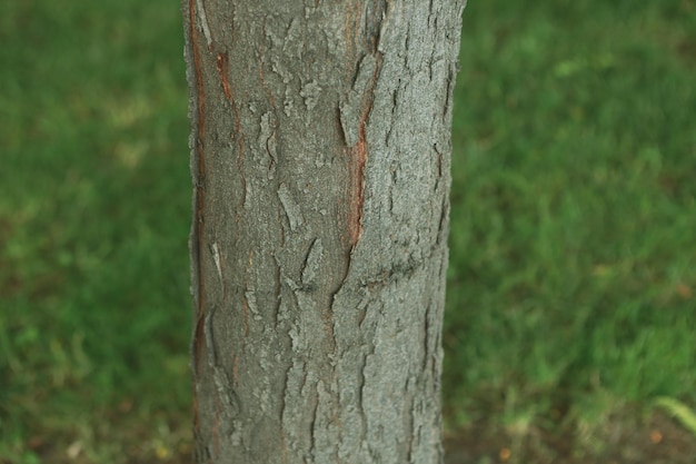 Embossed texture of the brown bark of a tree