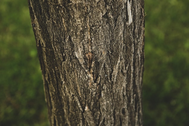 Рельефная текстура коричневой коры дерева