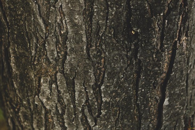 Embossed texture of the brown bark of a tree