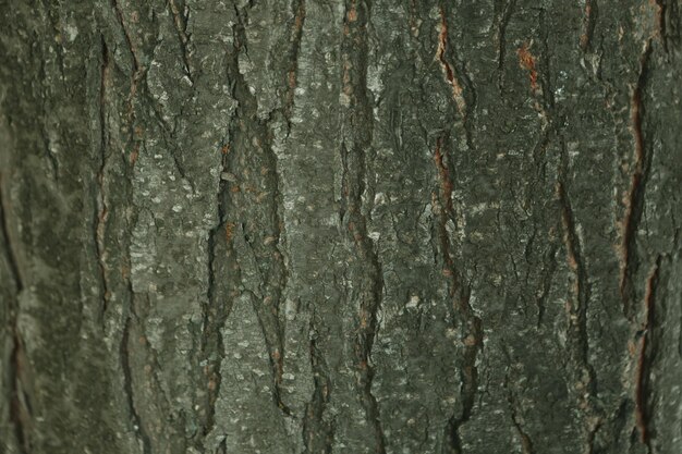 Foto trama goffrata della corteccia marrone di un albero