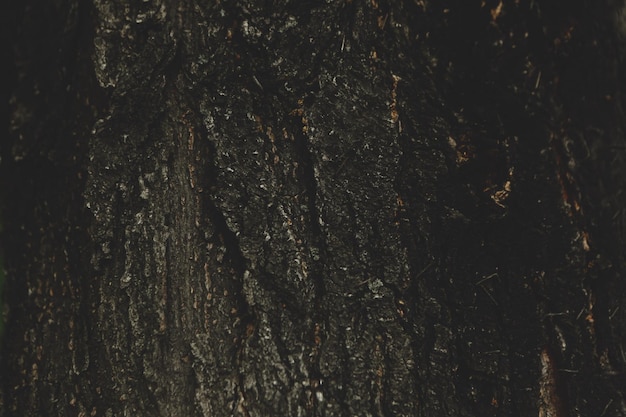 Embossed texture of the brown bark of a tree