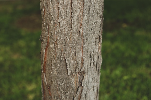 Embossed texture of the brown bark of a tree