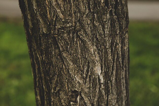 Embossed texture of the brown bark of a tree