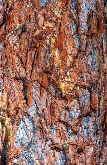 Embossed texture of pine bark