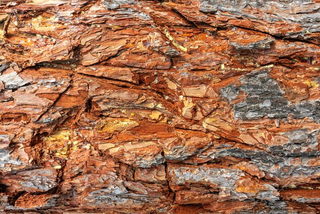 Embossed texture of pine bark