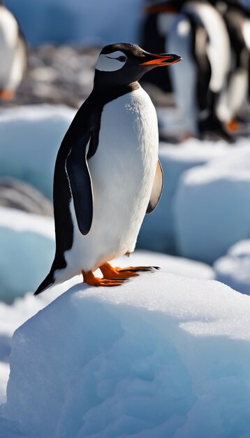 Embracing the Antarctic Wonder Protecting Flightless Penguins