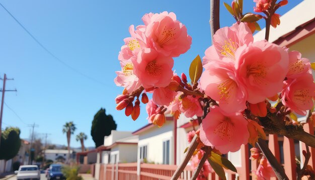 Embracing nature clean outdoor blossom view