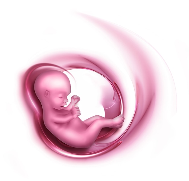 Photo embryo in a pink curl