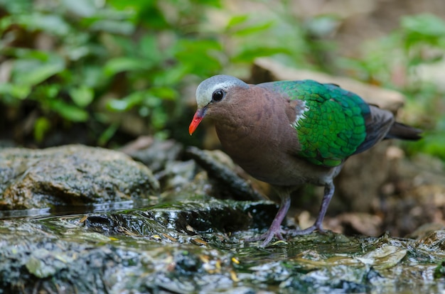 Emerald duif of groene duif