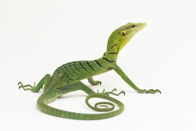 The emerald green tree monitor lizard (Varanus prasinus) isolated on white background