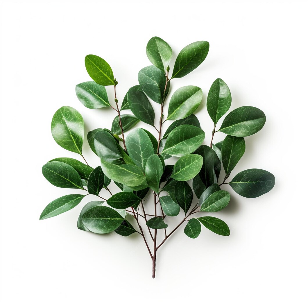 Premium Photo Emerald Greenery Isolated on White Background