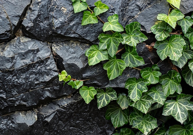 Emerald ivy on black stones Generative AI