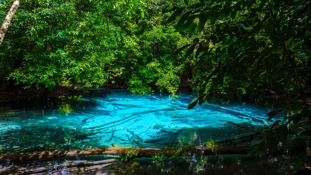 Emerald lake and blue pool krabi thailand mangrove forest krabi thailand