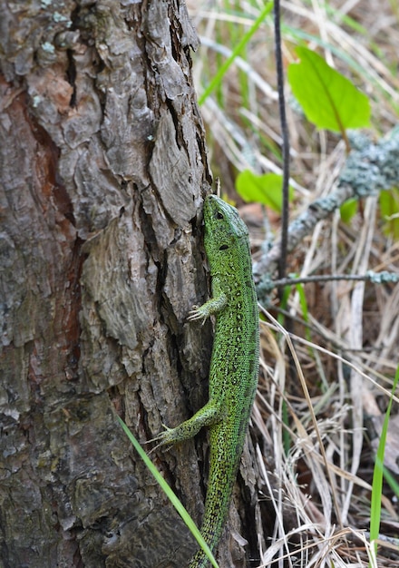 The emerald lizard on a pine tree