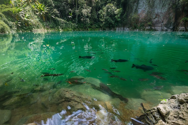 The emerald pool, Northern Thailand