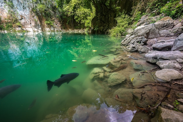 The emerald pool, Northern Thailand