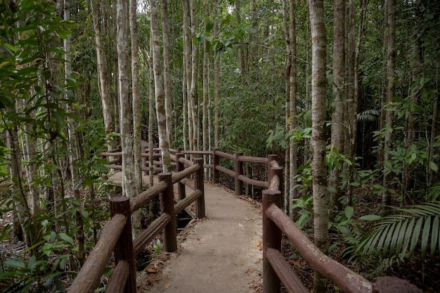 Emerald Pool Yosemite National Park Krabi Thailand Wooden path trough jungle forest Forest before the storm