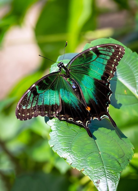 Emerald Swallow tail butterfly or green peacock sitting on green leaf